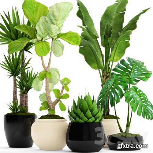 3dsky A Collection Of Plants In Pots 45 Gfxtra